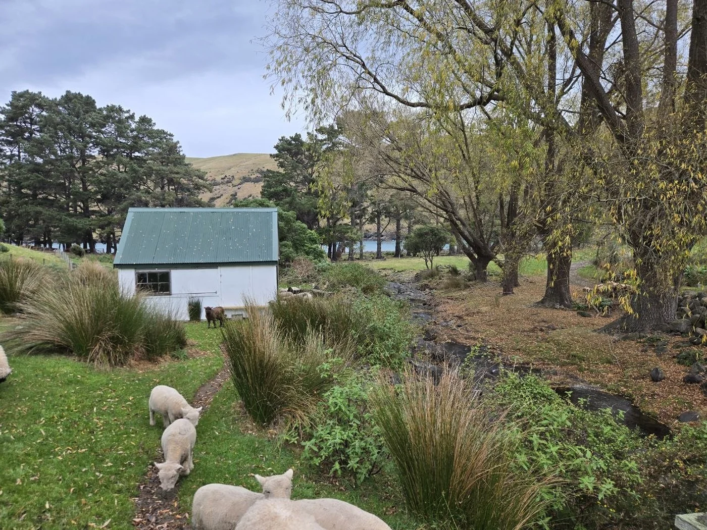 The Pōhatu farm stay beside trees, a stream, hills, and grazing sheep